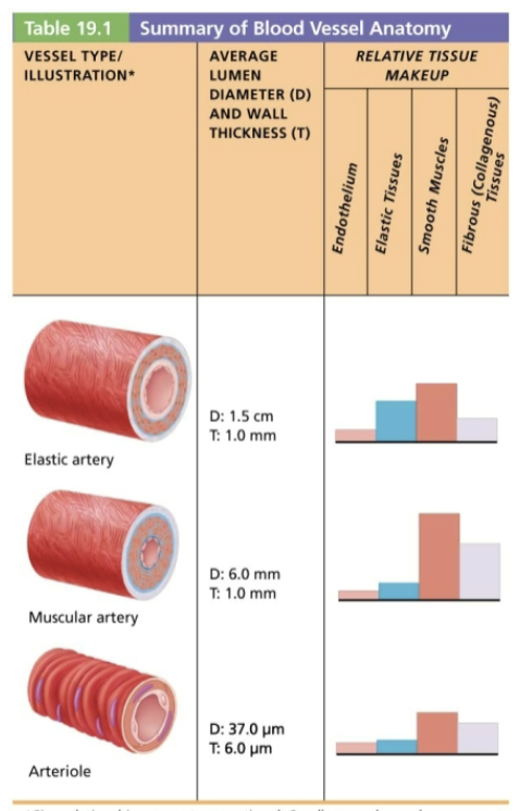 <ul><li><p><span style="color: blue;"><strong>STRUCTURE</strong></span></p><ul><li><p><span style="color: purple;"><strong>Smallest</strong></span> of ALL arteries </p></li><li><p>Larger arterioles contain ALL three tunics </p></li><li><p>Smaller arterioles are mostly <strong>single layer of </strong><span style="color: purple;"><strong>smooth muscle</strong></span> surrounding <span style="color: purple;"><strong>endothelial cells </strong></span></p></li></ul></li><li><p><span style="color: red;"><strong>FUNCTION</strong></span></p><ul><li><p>Control flow into capillary beds via <strong><mark data-color="green" style="background-color: green; color: inherit;">vasodilation and vasoconstriction</mark></strong> of smooth muscle </p></li><li><p>Also called <strong><em><u>resistance arteries</u></em></strong> because changing diameters change resistance to blood flow</p></li></ul></li><li><p><span style="color: green;"><strong>EXAMPLE</strong></span><span style="color: red;"><strong> </strong></span></p><ul><li><p>Leads to capillary beds</p></li></ul></li></ul><p></p>