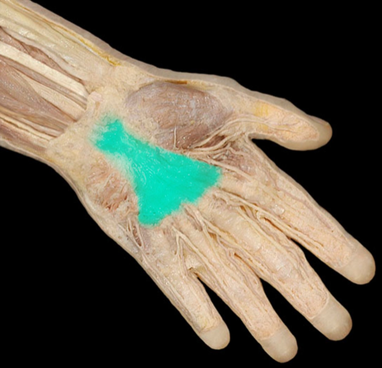 <p>palm side of hand</p>