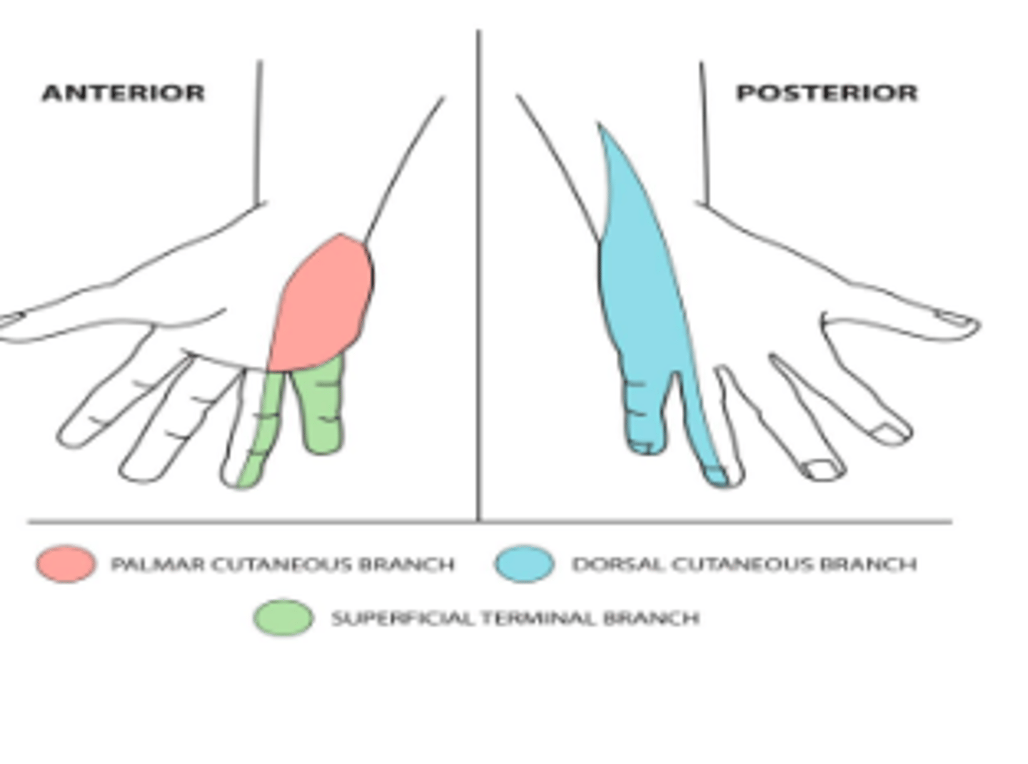 <p>Palmar Cutaneous branch (medial 1/2 of palm), Dorsal Cutaneous Branch (skin of dorsal aspect of medial one and half fingers) , Superficial Branch (supplies 1/2 of 4th, 5th digit</p>