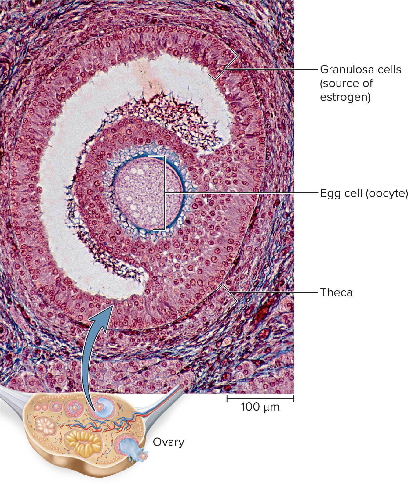 <p>Ovary gland</p>