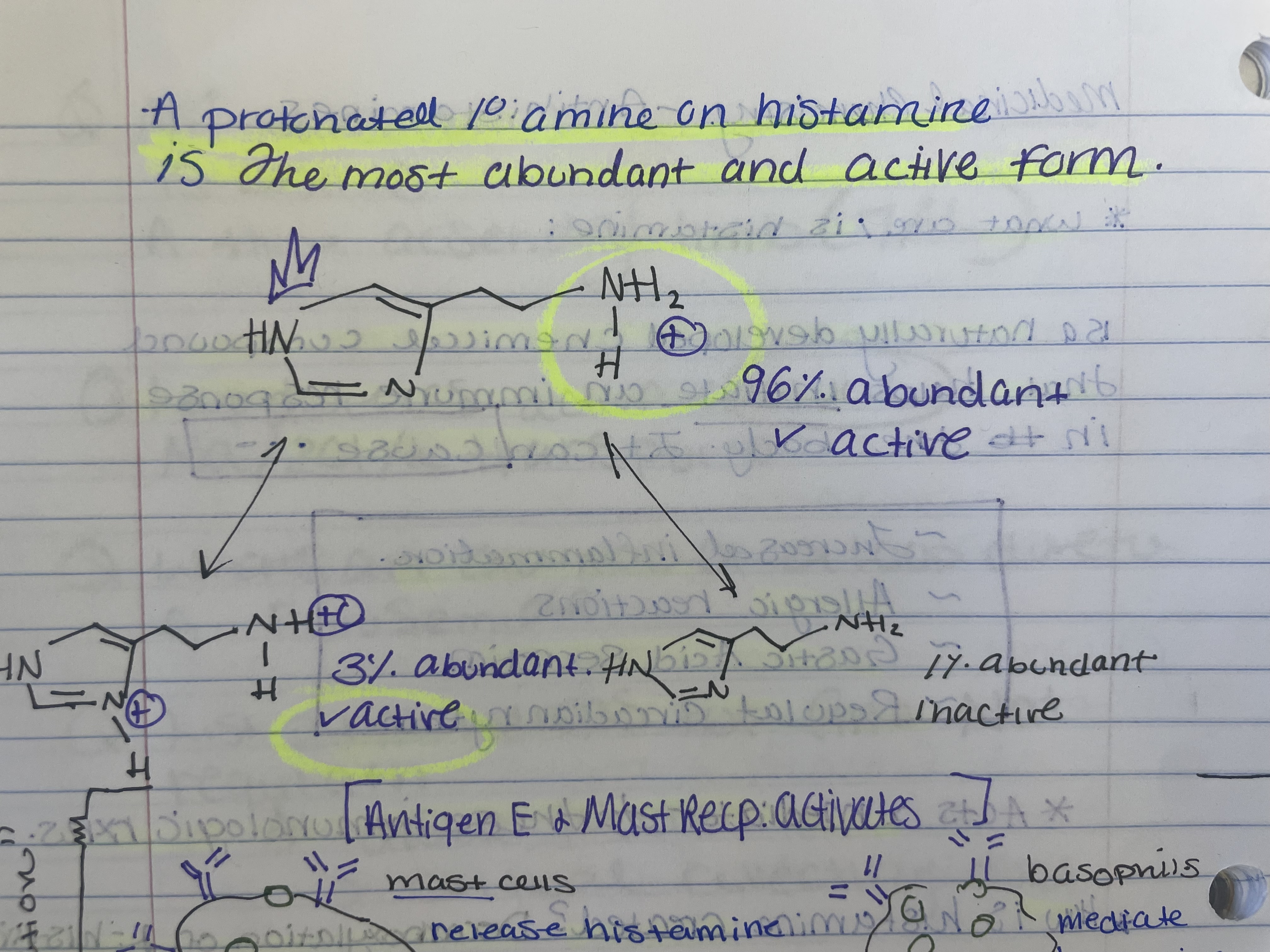 <p>The nitrogens on the imidazole ring bind to the histamine receptor via Hydrogen Bond </p><p></p><p></p><p>The protonated amine (1*) bind with the histamine receptor via Ionic Bond </p>