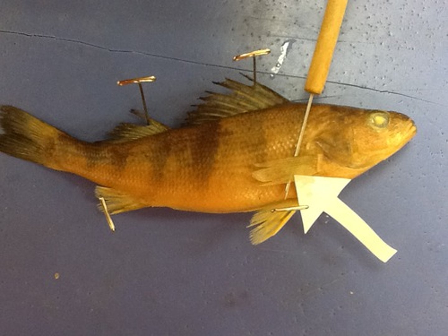 <p>Paired fins (ventral-anterior) for steering, braking and moving up, down or backward</p>