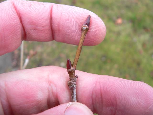 Blade: alternate, simple and palmately veined large leaf with three to five lobes, saw teethed margins
Reproductive: large, either one or no scales, normally darker red, ovate
Bark: tough, thick, and scaly, while farther up the trunk it is much paler (nearly white) and smoother