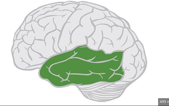 <p>integration information from hearing</p>