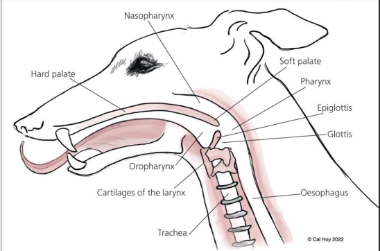 <p>The palate is the roof of the oral cavity, and it separates the digestive and respiratory systems</p><p></p><p>The oral cavity is divided from the nasal cavity by the hard palate</p><p></p><p>The dorsal wall of the oral cavity comprises the hard palate rostrally and the soft palate caudally</p><p></p><p>Muscles covered with a mucous membrane (musculomucosal)</p><p></p><p>The soft palate closes the nasal passage during swallowing</p>