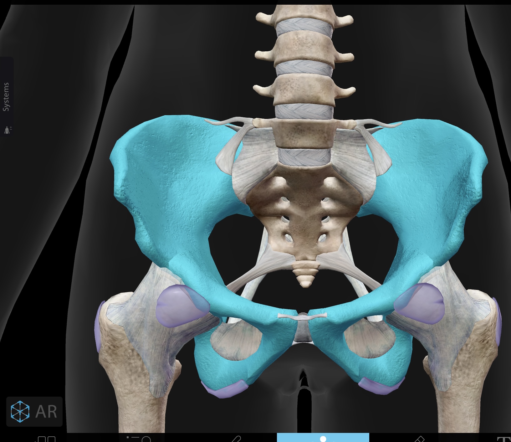 <p>bones of the pelvis, formed by the fusion of the ilium, ischium, and pubis</p>