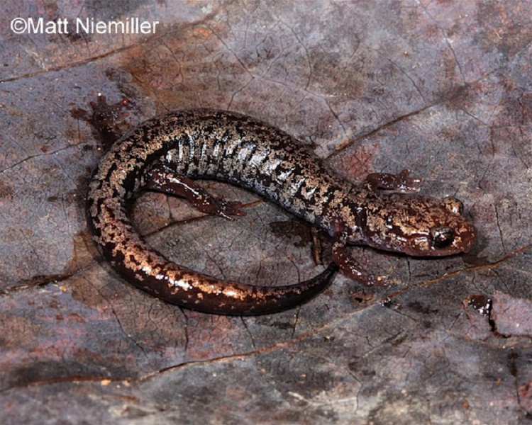 <p> A small salamander (2.5 to 3.2 inches in length) with a black dorsum washed with gold or silver colored blotches, suggestive of a metallic look. The belly is black with numerous small white spots.</p>