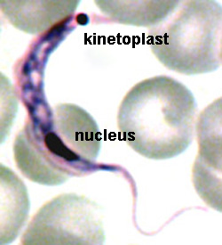 <p><em>Trypansoma brucei </em>have a kinetoplastid which is an?</p>