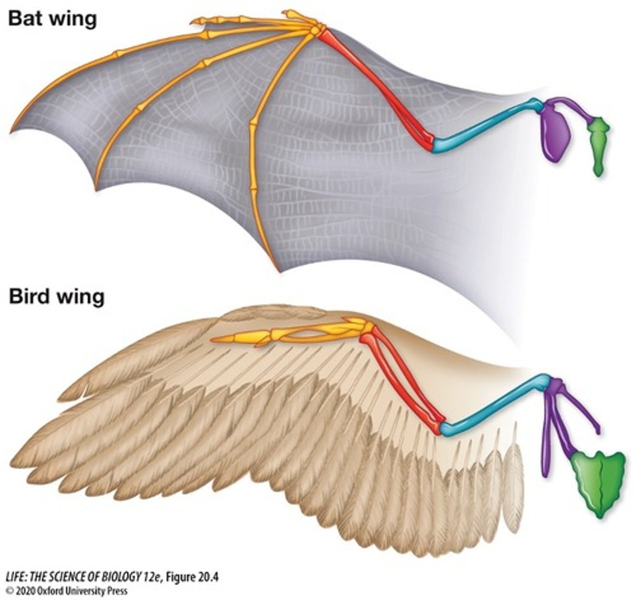 <p>Homology: Common ancestor, form and function may or may not be the same</p><p>Convergence: Similar form and function, similarity is not due to common ancestry</p>