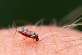 <p><span>Family Ceratopogonidae (biting midges) aka no-see-ums</span><br><span>- Male and female feed on nectar, but females also feed from some kind of host animal for egg development</span><br><span>- Diverse feeding habit: vertebrate blood, insect hemolymph, etc</span><br><span>- Some are significant vectors of animal disease (ex: bluetongue virus in sheep )</span></p>