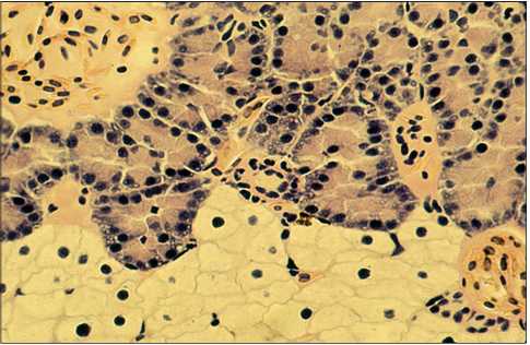 <p>Identify the structure:</p><p>Specie:</p><p>Stain used:</p>