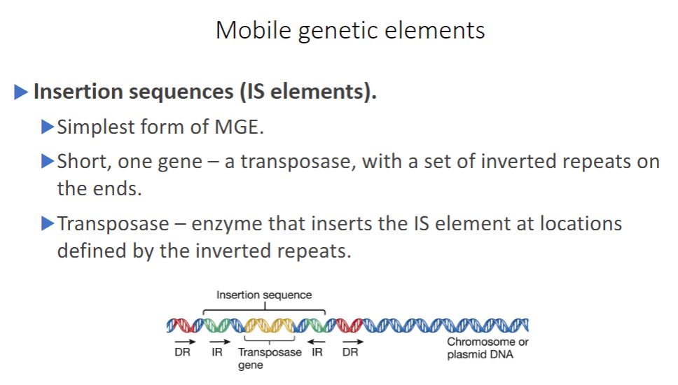 <p>The simplest transposable elements in bacteria are insertion sequences, or IS elements (figure 12.13a). An IS element is a short sequence of DNA (around 750 to 1,600 base pairs [bp] in length). It contains only the gene for the enzyme transposase, and it is bounded at both ends by inverted repeats-identical or very similar sequences of nucleotides in reversed orientation. Inverted repeats are usually about 15 to 25 bp long and vary among IS elements so that each type of IS has a specific nucleotide sequence in its inverted repeats. Transposase recognizes the ends of the IS and catalyzes transposition. IS elements have been observed in many bacteria and some archaea.</p>