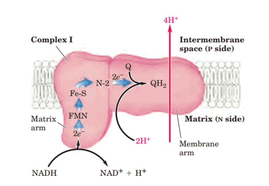 <p>NADH-Q Oxoreductase/NADH dehydrogenase</p><ul><li><p>880 Kd</p></li><li><p>At least 34 polypeptides</p></li><li><p>Contains flavin mononucleotide (FMN) and Iron-Sulphur clusters (Fe-S)</p></li><li><p>Pumps H+ into intermembrane space</p></li></ul><p></p>
