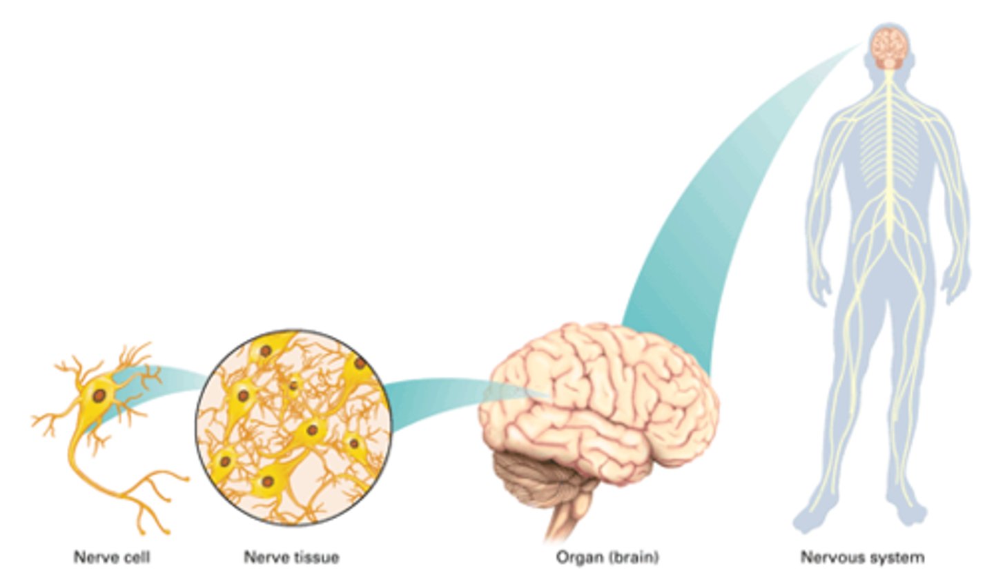 <p>A basic theory of biology that describes one of the major characteristics of life. All living things have cells. This theory replaced the theory of Spontaneous Generation.</p>