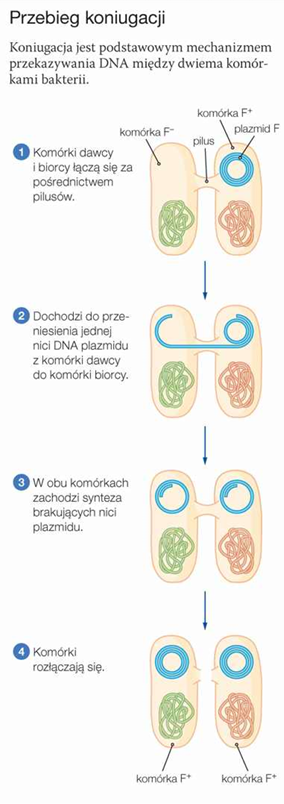 <p>polega na okresowym połączeniu się dwóch komórek bakterii za pomocą długich, białkowych włókien - <strong>pilusów</strong>, a następnie przekazaniu fragmentu DNA z jednej komórki do drugiej. W procesie tym są zwykle przekazywane plazmidy, np. <strong>plazmid F</strong>, zwany również czynnikiem płciowym. W trakcie koniugacji w komórce dawcy (F+) następuje rozplatanie podwójnej helisy DNA plazmidu i transport jednej z nici do komórki biorcy (F-), Następnie w obu komórkach dochodzi do syntezy brakującej nici DNA. Po zakończeniu koniugacji każda komórka zawiera plazmid. W ten sposób komórka dawcy nie traci swoich właściwości, a komórka biorcy zyskuje nowe.</p>