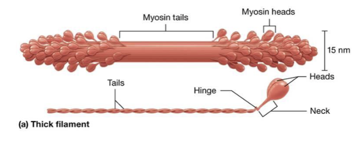 <p>has active site that binds with actin</p>