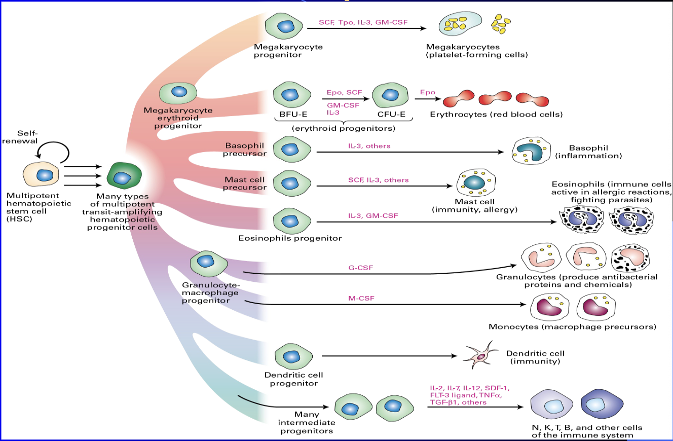 <ul><li><p><span><span>process of creating all types of blood cells from hematopoietic stem cells (HSCs)</span></span></p></li><li><p><span><span>crucial for maintaining blood cell homeostasis, as it involves the HSC niche</span></span></p></li><li><p><span><span>The production is tightly regulated by growth factors and cytokines, such as </span></span>stem cell factor (SCF)<span><span> and interleukins, and is essential for the body's immune response and oxygen transport</span></span></p></li></ul><p></p>