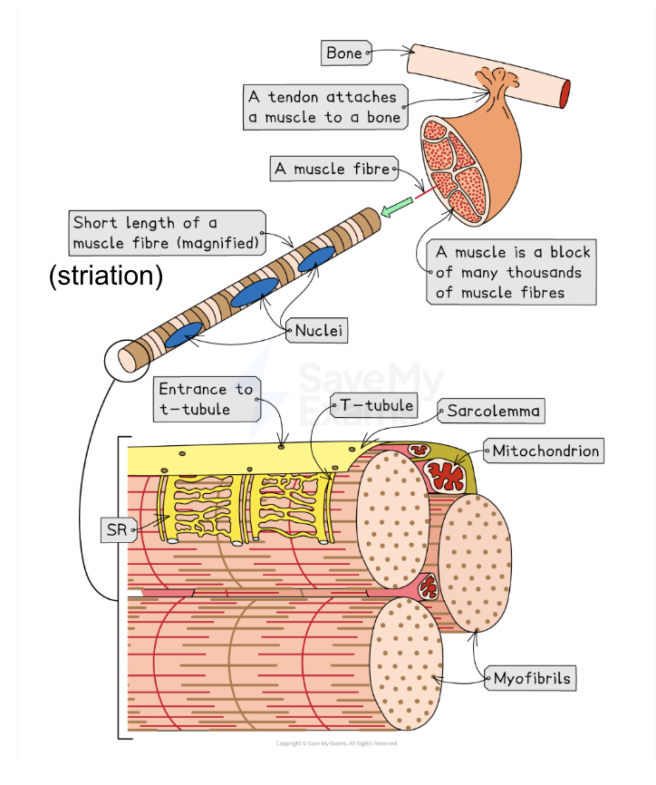 <ul><li><p>Made of many bundles of muscle fibres packaged together</p></li><li><p>Attached to bones by tendons</p></li></ul><p>Muscle fibres contain: </p><ul><li><p>Inward folding sarcolemma to form transverse tubules</p></li><li><p>Sarcoplasm</p></li><li><p>Multiple nuclei</p></li><li><p>Many myofibrils </p></li><li><p>Sarcoplasmic reticulum </p></li><li><p>Many mitochondria </p></li></ul><p></p>