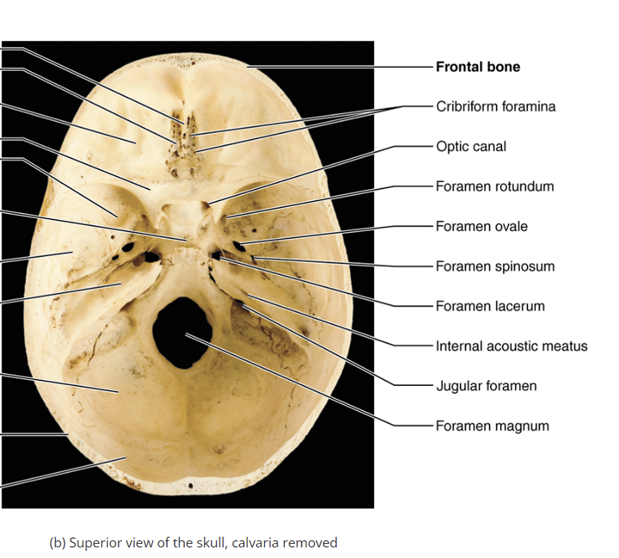 <p>An opening for the mandibular branch of cranial nerve V. <span>V-3 branch of trigeminal branch (v-3 goes to mandible)</span><span style="font-family: Calibri, sans-serif"> </span></p>