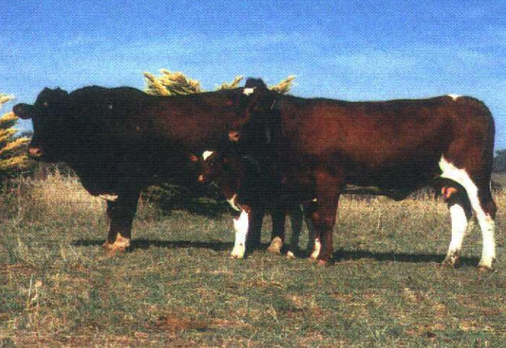 <p>Breed, type, and place of origin</p>