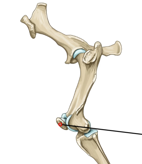 <p>Sesamoid bone in quadriceps tendon; articulates with femoral trochlea.</p>