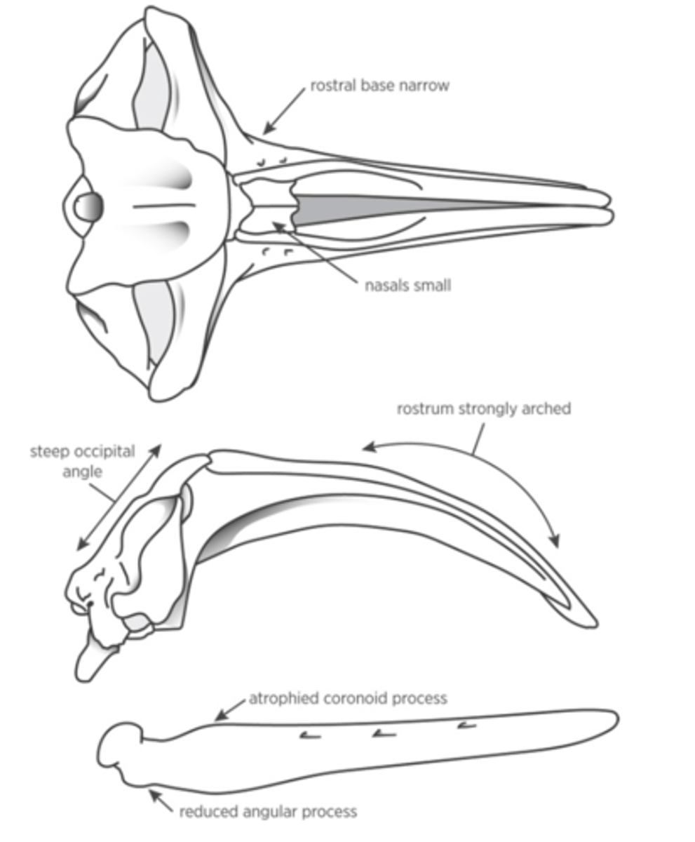 <p>What is the order, clade, subclade and family?</p>