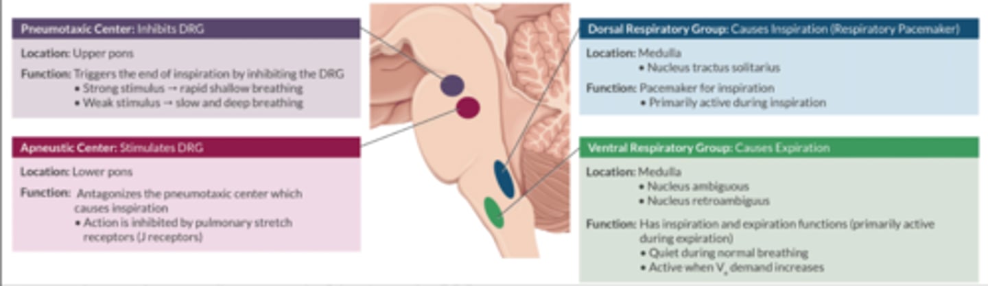 <p>Resides in the brainstem (reticular activating system)</p><p>Medullary Respiratory Centers</p><p>-Dorsal respiratory center: active during inspiration (respiratory PM)</p><p>-Ventral respiratory center: active during expiration</p><p>Pontine Respiratory Centers</p><p>-Pneumotaxic center (upper pons): inhibits the DRC</p><p>-Apneustic center (lower pons): stimulates the DRC</p>