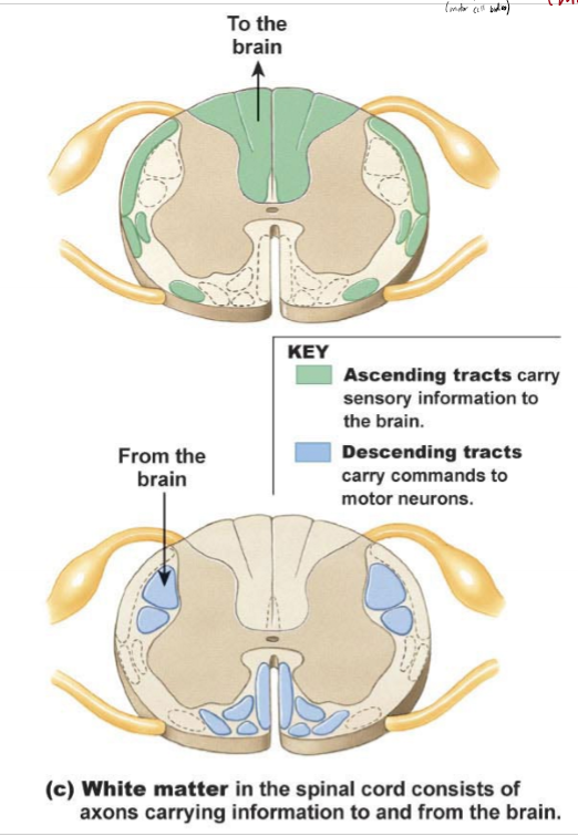 <ul><li><p>white matter (axons) in the spinal cord traveling to/from the brain</p></li><li><p>ascending - info to the brain up spinal columns, decussation occurs in brainstem or spinal cord, 3 neuron circuits from receptor to primary somatosensory cortex (parietal lobe)</p></li><li><p>descending - info to motor neurons from CNS, dessucation in brainstem/spinal cord, 2 or 3 neuron circuits from primary motor cortex to muscle</p></li></ul><p></p>