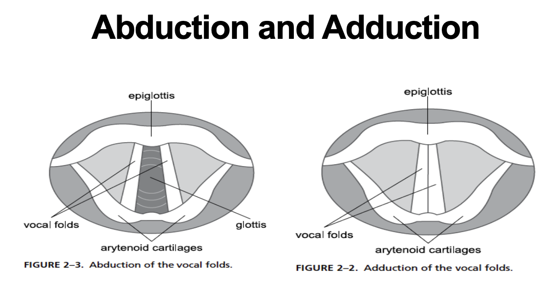 <ul><li><p>larynx contains vocal folds</p></li><li><p>Bernoulli’s principle: pressure and velocity are inversely related</p></li><li><p>vibration: voiced </p></li><li><p>no vibration: voiceless</p></li></ul><p></p>