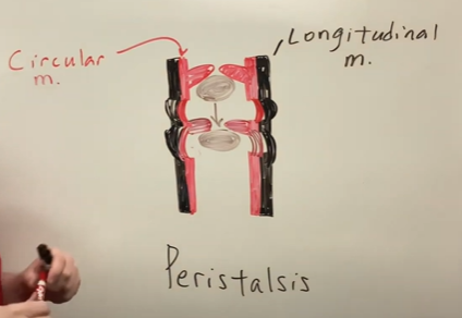 <p>Peristalsis is referring to the way food is moved through the digestive system; Peristalsis is an entirely involuntary process controlled by the Enteric Nervous System.</p><p>First, food enters the esophagus after swallowing. And the Bolus (ball of chewed food) moves into the digestive tract.</p><p>The stretch receptors inside the walls of the digestive tract expand, which triggers the circular muscles in the walls of the digestive tract to contract, pushing the Bolus forward.</p><p>Longitudinal muscles ahead of the food also contract, pulling the food forward. This process repeats over and over again as food keeps moving down the digestive tract.</p>