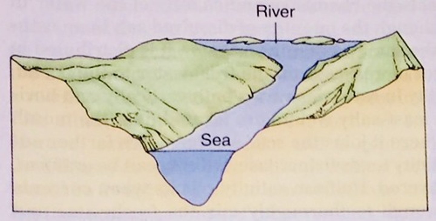 <p>a deep valley cut into the coastline by glaciers and filled with a mixture of freshwater and saltwater</p>