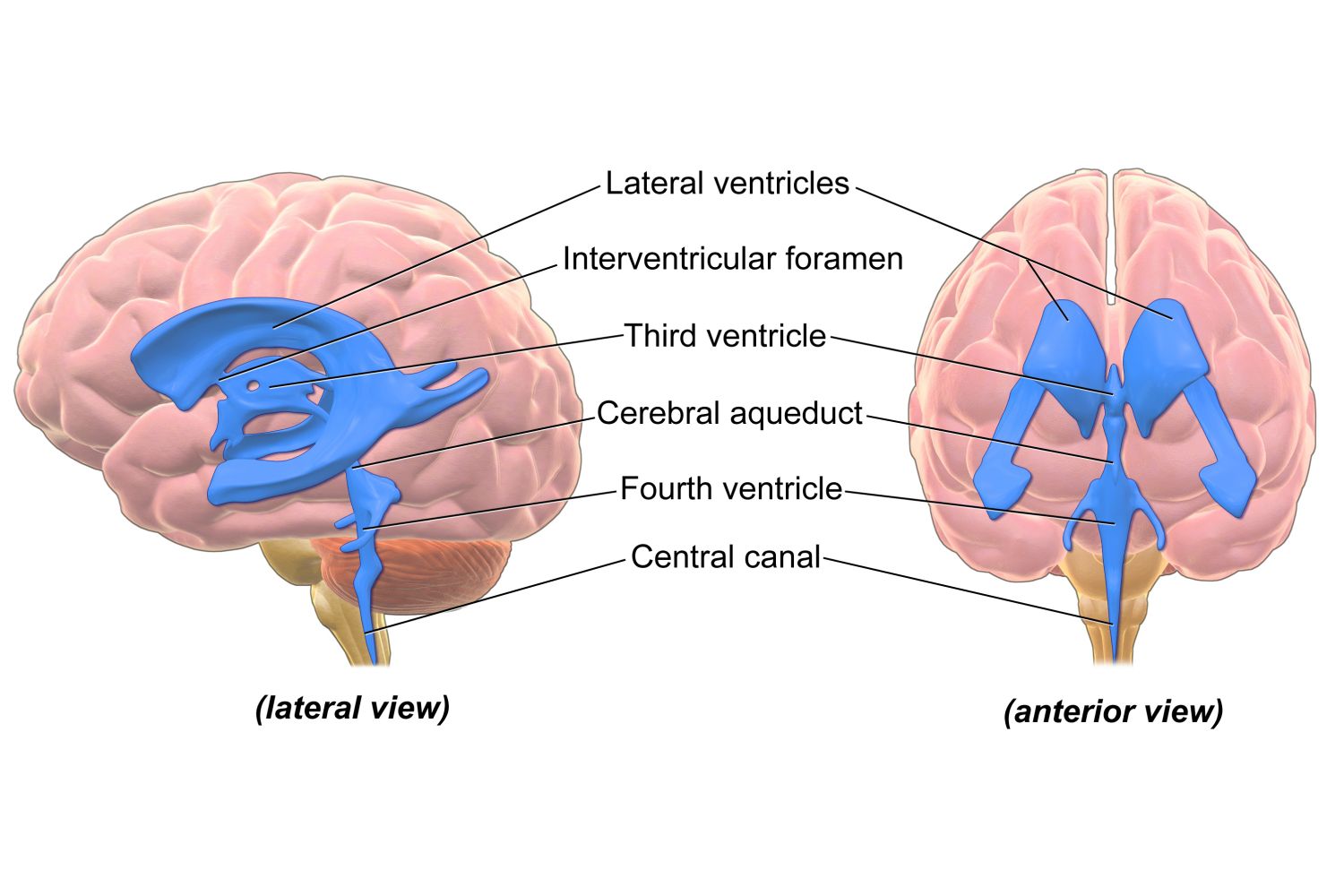 <p>Consists of <strong>ventricles</strong>: interconnected cavities in the brain.</p>