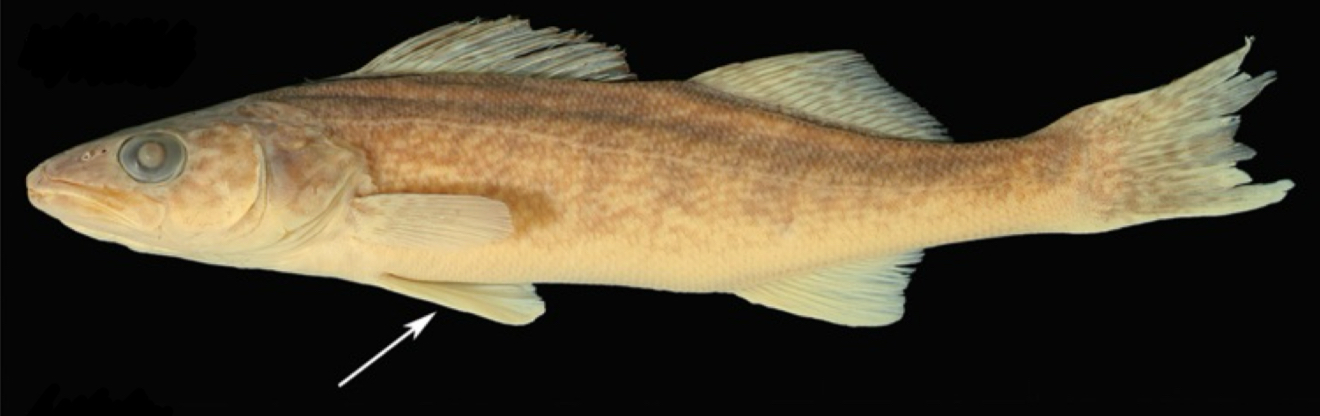 <p>Where is the pelvic fin positioned on this fish?</p>