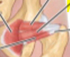 <p>What muscle is show?</p>
