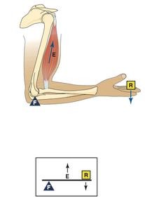 arm
- weight in hand
- elbow joint is the fulcrum
- forearm flexors are force