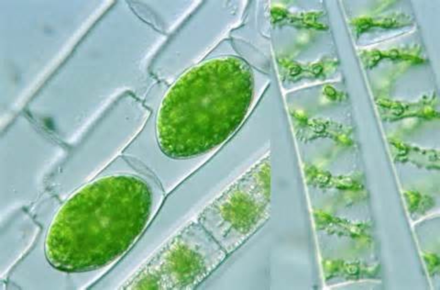 <p>a structure in the cells of plants that captures energy from sunlight and uses ti to produce food</p>