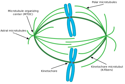 <p>what occurs in pro-metaphase?</p>