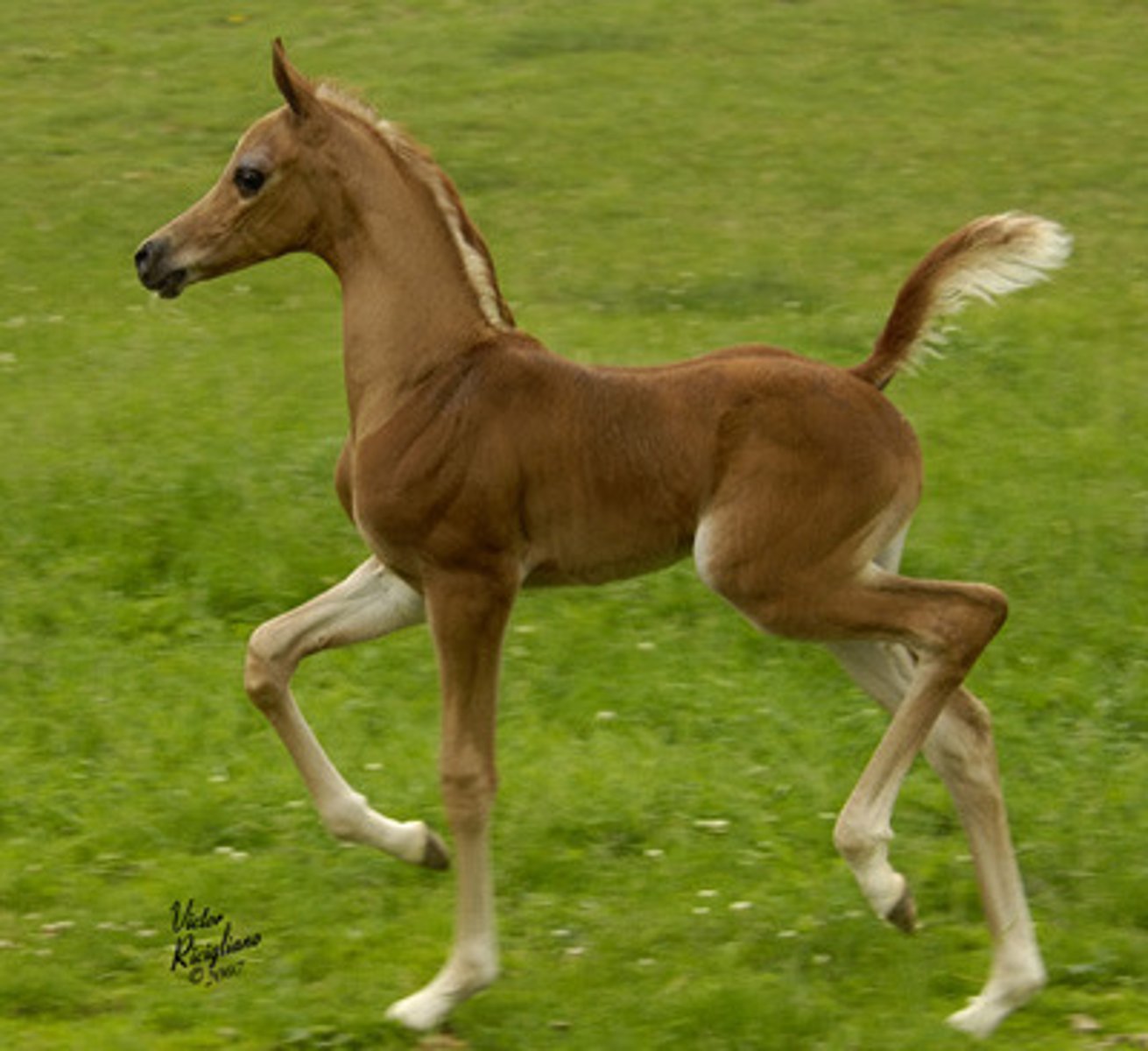 <p>sexually immature, female horse (less than 2 years)</p>