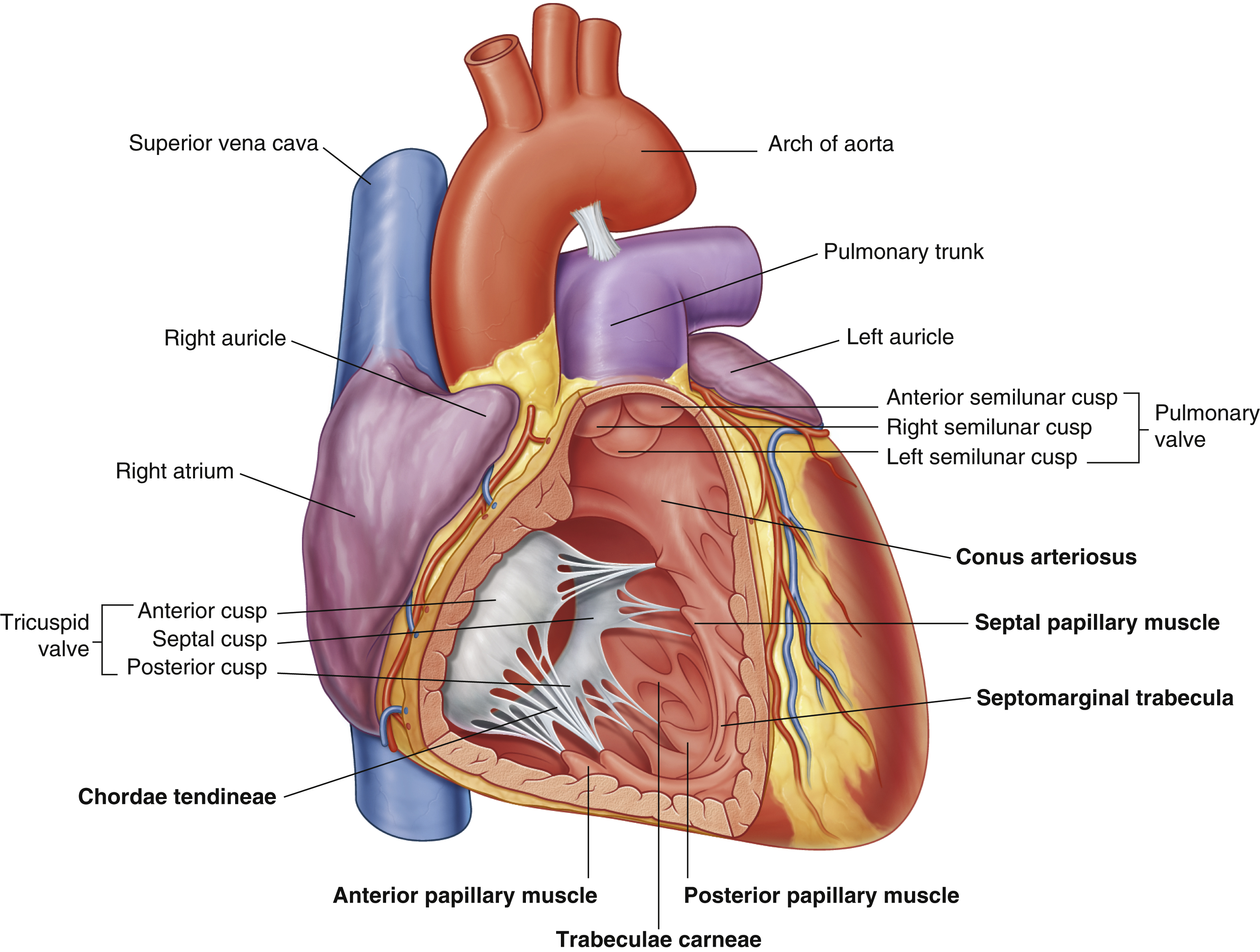 <p>anterior papillary muscle</p><ul><li><p>pulls on chordae tendineae when contracted to keep tricuspid valve closed</p></li></ul><p></p>