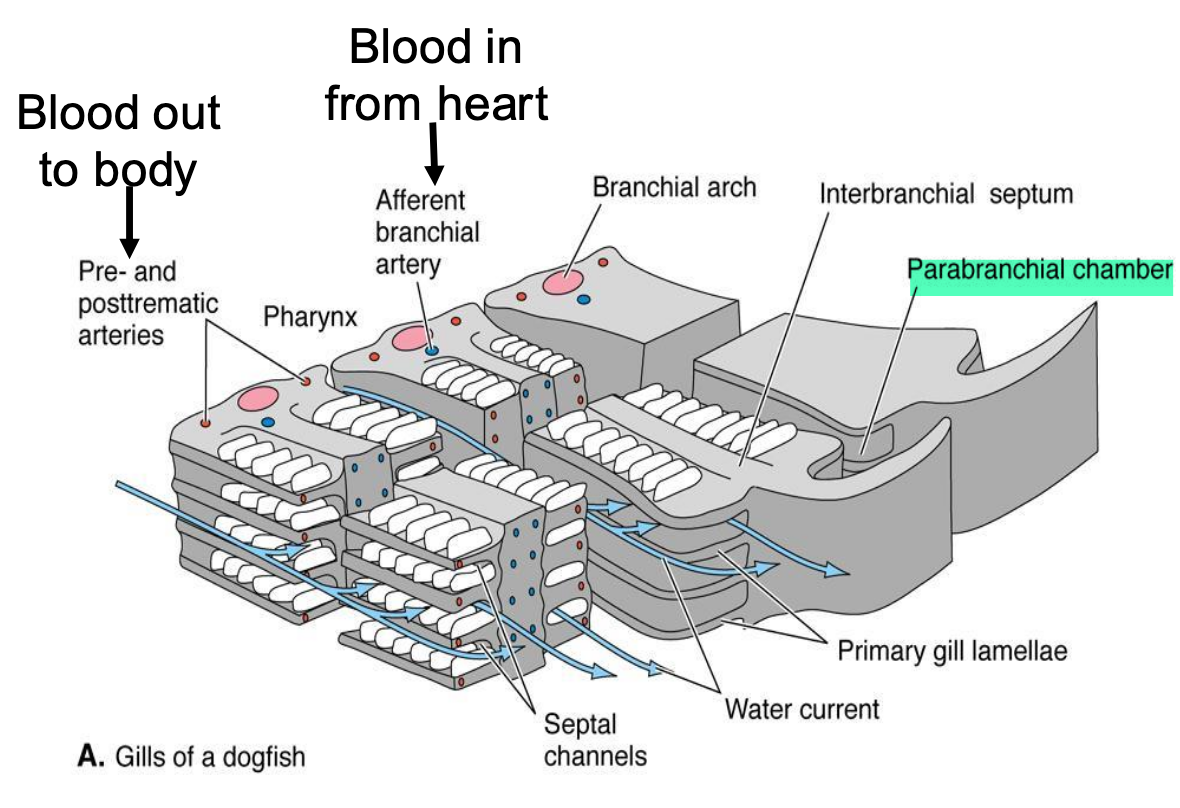 <p>between branchial chamber and external gill slit;</p><p>early Osteichthyes & Chondrichthyes</p><p>• Distal tips of interbranchial septae extend into parabranchial chamber and act as valves for closing</p>