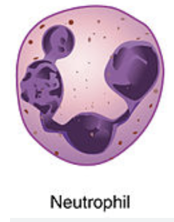 <p>type of cell</p>