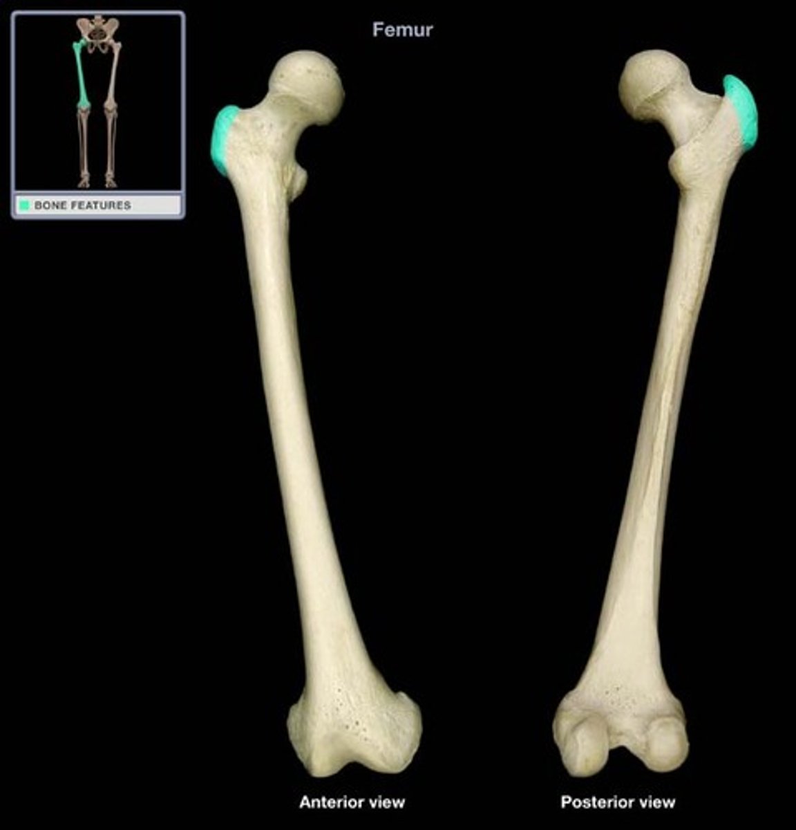 <p>Large, rough projection (femur)<br><br>Site of muscle attachment</p>