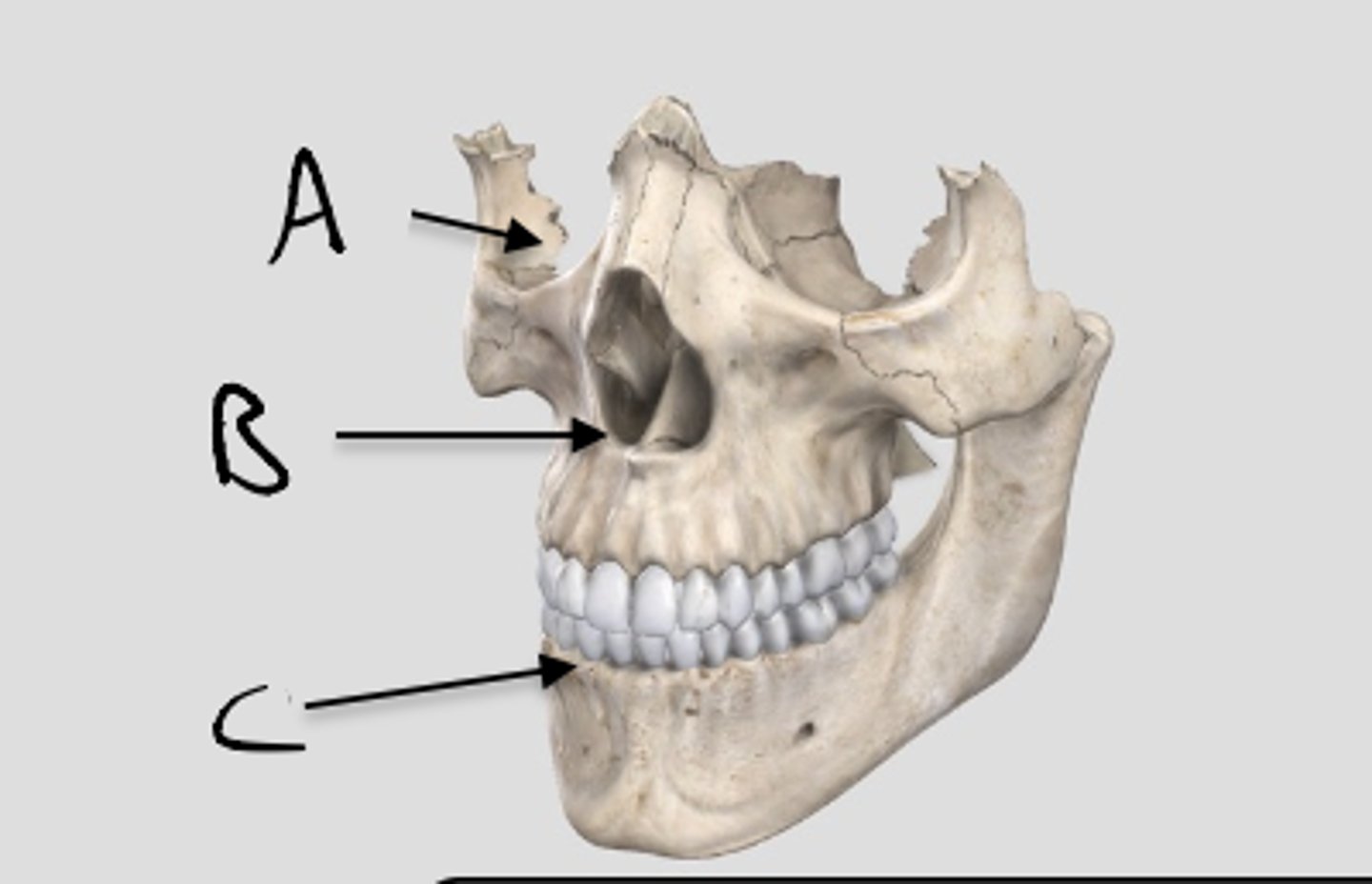 knowt flashcard image