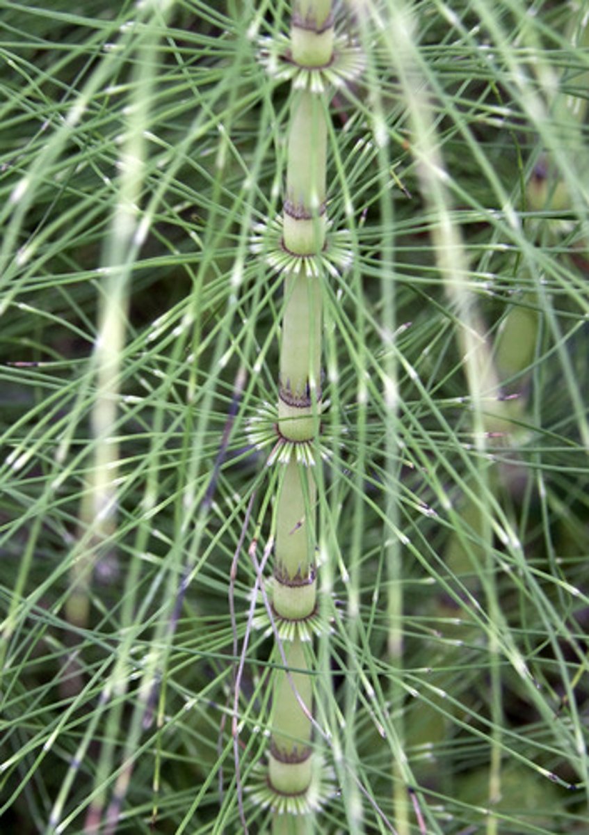 <p>Equisetum</p>