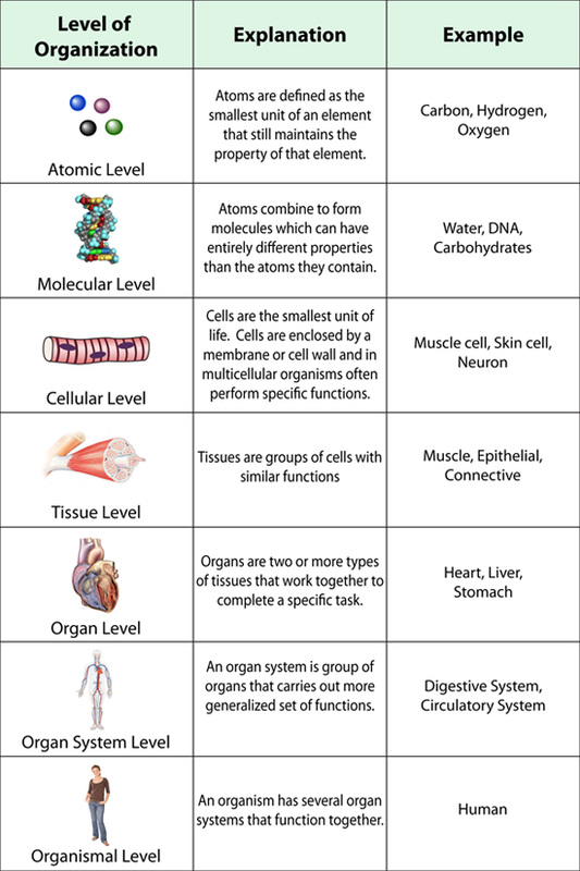 <div data-type="horizontalRule"><hr></div><p> <span data-name="person_standing" data-type="emoji">🧍</span> Examples of Multicellular Organisms: </p><ul><li><p>Humans</p></li><li><p>Animals (e.g., dogs, birds, fish)</p></li><li><p>Plants (e.g., trees, flowers)</p></li><li><p>Fungi (e.g., mushrooms)</p></li></ul><div data-type="horizontalRule"><hr></div><p> Key Features: </p><ul><li><p>Many cells</p></li><li><p>Specialized cell types</p></li><li><p>Cells often organized into <strong>tissues</strong>, <strong>organs</strong>, and <strong>systems</strong></p></li></ul><p></p>