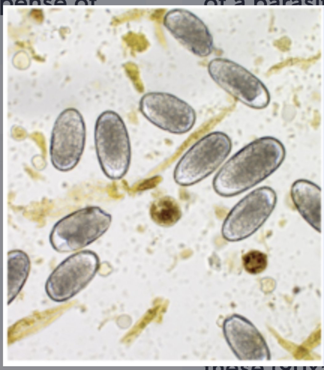 <p>How does 12 week foal get this parasite?</p>