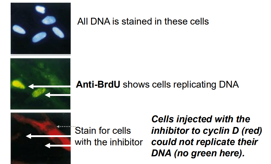 <p>- All DNA is stained in these cells</p><p>- Anti-BrDU shows cells replicating DNA</p><p>- Stain for cells with the inhibitor (cells injected with the inhibitor to cyclin D (red) could not replicate their DNA (no green)</p>