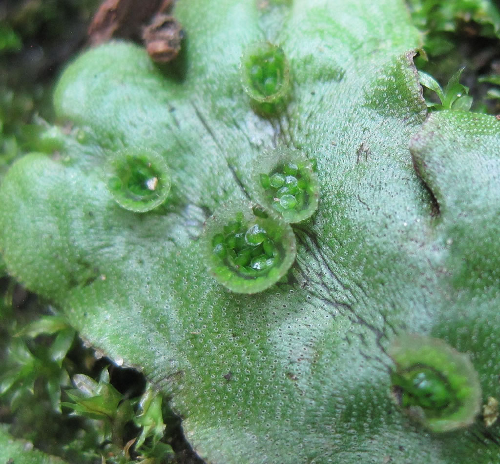 <p>Liverwort bryophyte; flat thallus; umbrella (<span data-name="female" data-type="emoji">♀</span>) & disc (<span data-name="male" data-type="emoji">♂</span>) structures; <strong>gametophyte dominant</strong>.</p>
