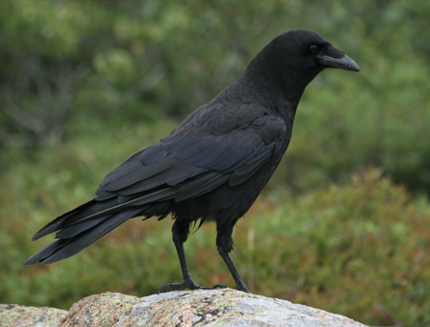<p>What Bird is this?</p>