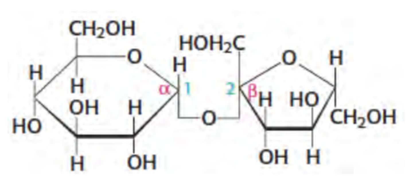<p>glucose + fructose with alpha glycosidic bond</p>